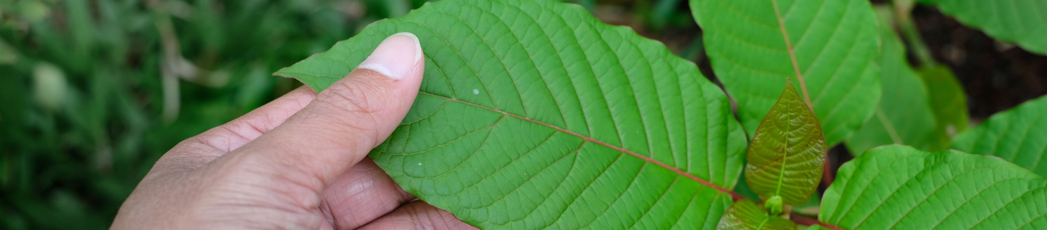 image of canada kratom store