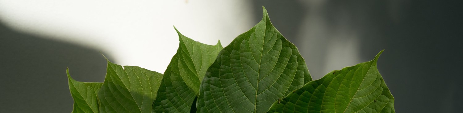 image of canada kratom store